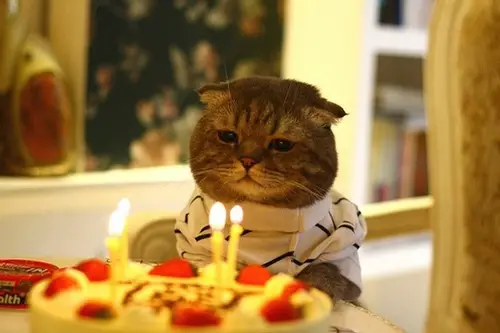 Birthday Cat is not Amused