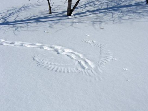 Rabbit Tracks Get Owned By Squirrel