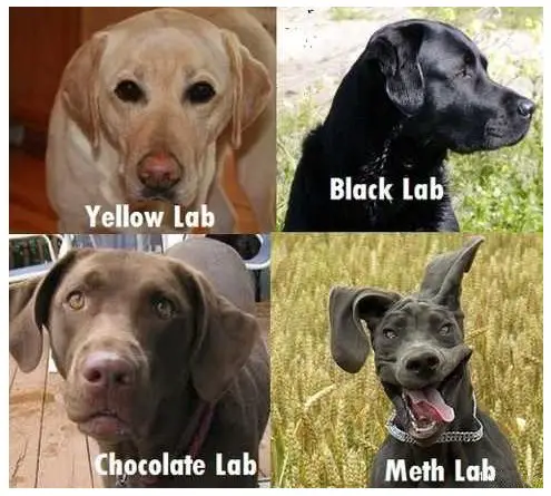 Types of Labs